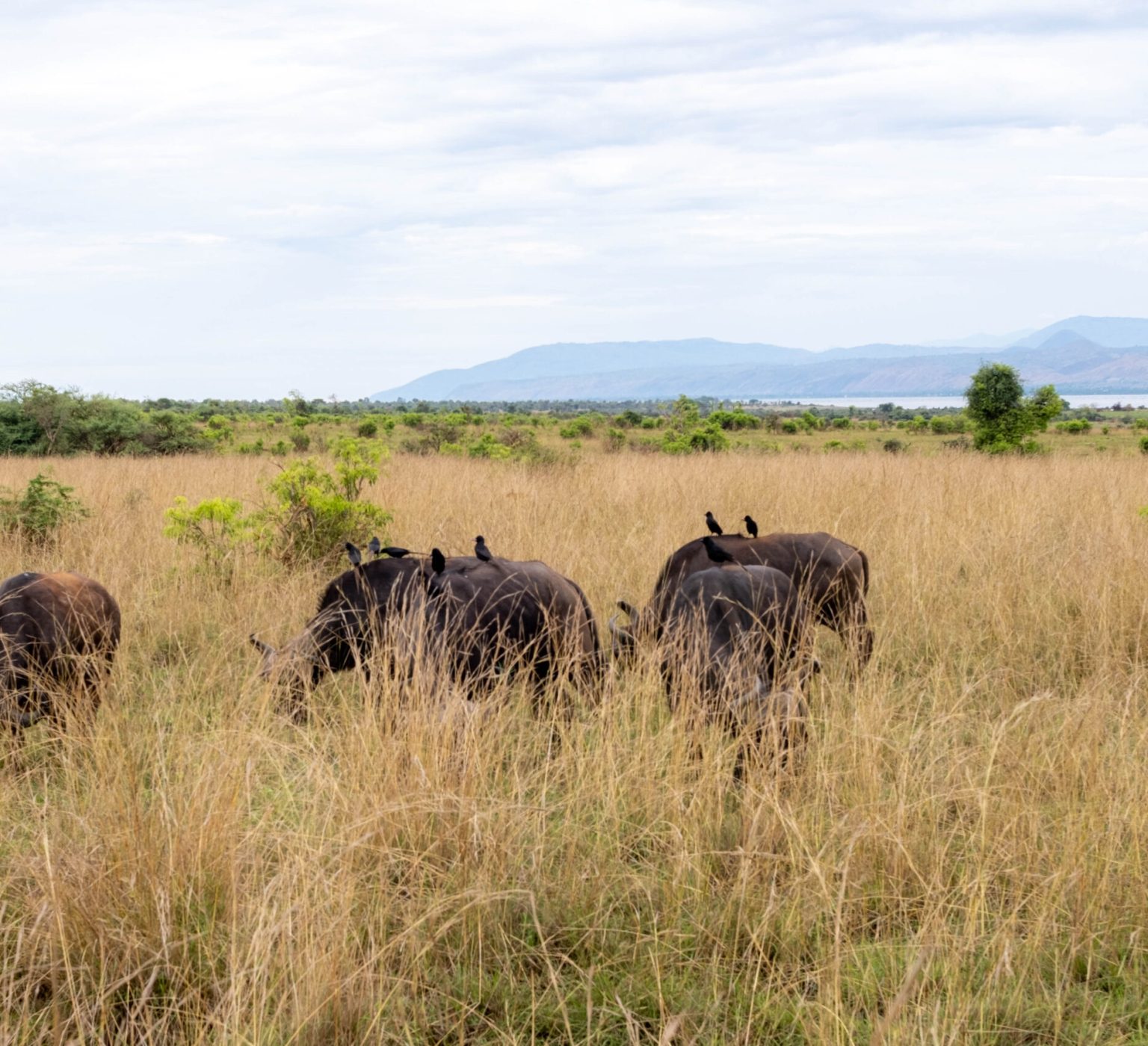 Buffalos in Murchison Falls NP